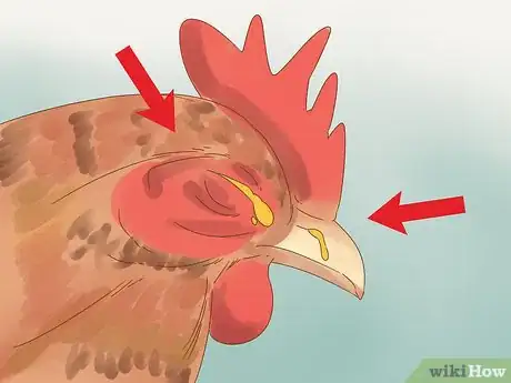 Imagen titulada Tell if a Chicken is Sick Step 10