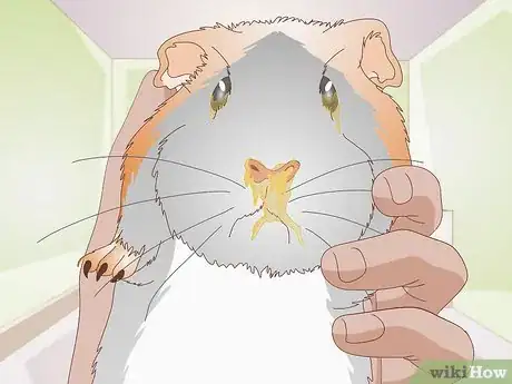 Imagen titulada Treat Respiratory Problems in Guinea Pigs Step 2