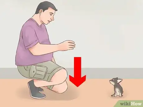Imagen titulada Care for Your Chihuahua Puppy Step 11