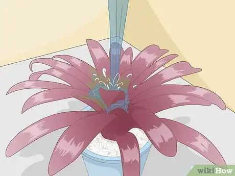 Imagen titulada Care for a Bromeliad Step 7