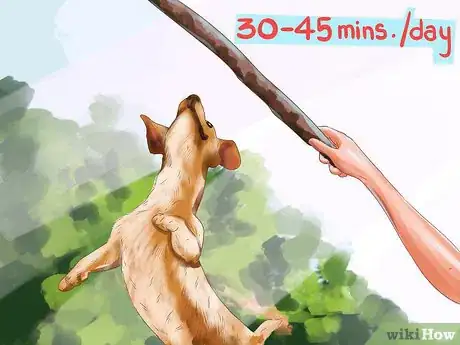 Imagen titulada Care for a Jack Russell Step 2