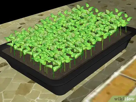 Imagen titulada Grow Peppers Step 9