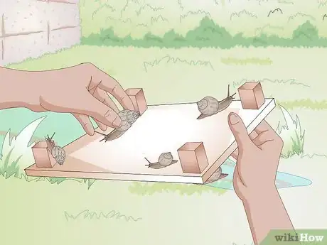 Imagen titulada Catch Snails Step 8