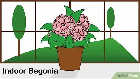 Imagen titulada Care for a Begonia Step 1