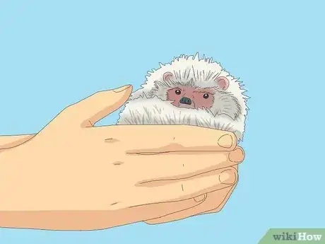 Imagen titulada Tame a Hedgehog Step 1