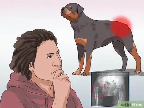 Imagen titulada Diagnose Dysplasia in Rottweilers Step 12