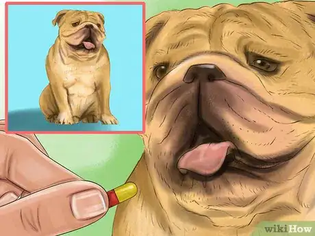 Imagen titulada Spot Signs of Pancreatitis in Dogs Step 5