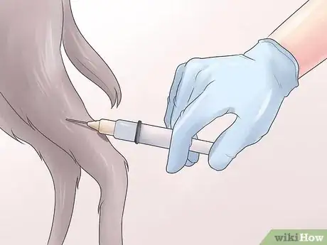 Imagen titulada Heal a Torn Dog ACL Without Surgery Step 10