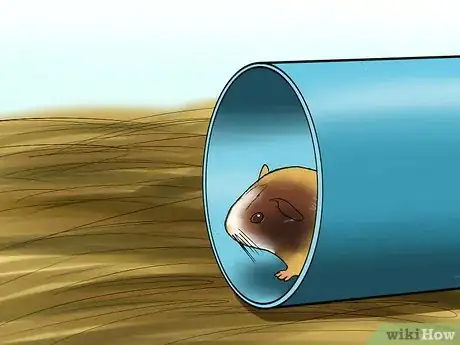 Imagen titulada Know if a Pet Guinea Pig Is Ill Step 2