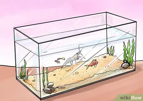 Imagen titulada Take Care of Ghost Shrimp Step 9