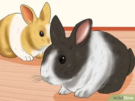 Imagen titulada Care for Dutch Rabbits Step 2