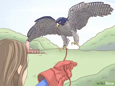 Imagen titulada Become a Falconer Step 15