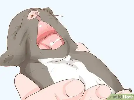 Imagen titulada Save a Newborn Puppy with a Cleft Palate Step 5
