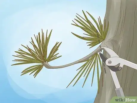Imagen titulada Prune White Pine Trees Step 11