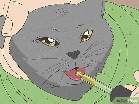 Imagen titulada Tell if a Cat Has a Sore Throat Step 9