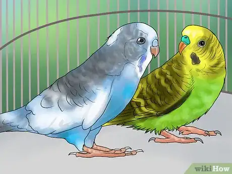 Imagen titulada Keep a Parakeet Groomed Step 8