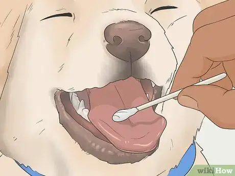 Imagen titulada Identify a Pure Labrador Puppy Step 7