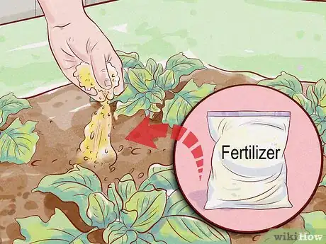 Imagen titulada Care for a Gerbera Daisy Step 12