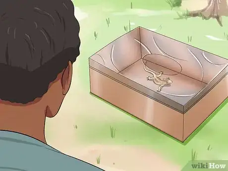 Imagen titulada Catch a Lizard Without Using Your Hands Step 10