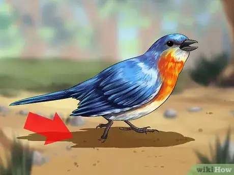 Imagen titulada Care for an Injured Wild Bird That Cannot Fly Step 4