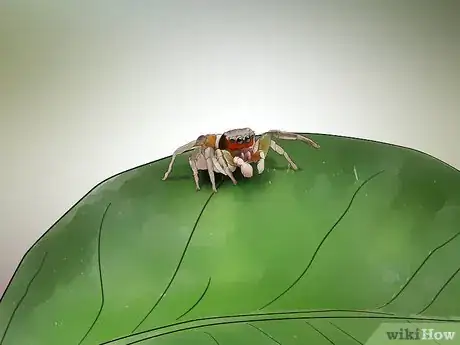 Imagen titulada Identify the Most Common North American Spider Species Step 10