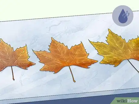 Imagen titulada Preserve Fall Leaves Step 9