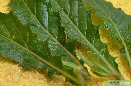 Imagen titulada Preserve Herbs Step 20