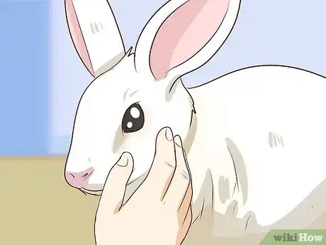 Imagen titulada Pet a Rabbit Step 7
