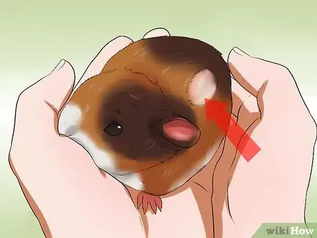 Imagen titulada Know if a Pet Guinea Pig Is Ill Step 7