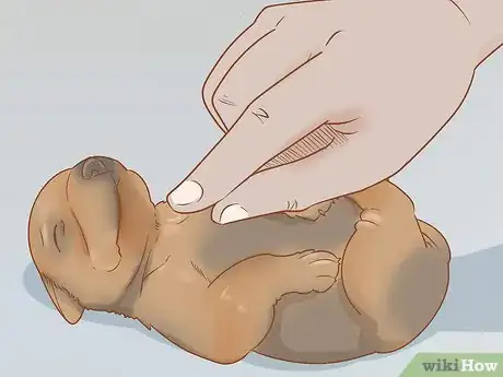 Imagen titulada Revive a Puppy Step 10
