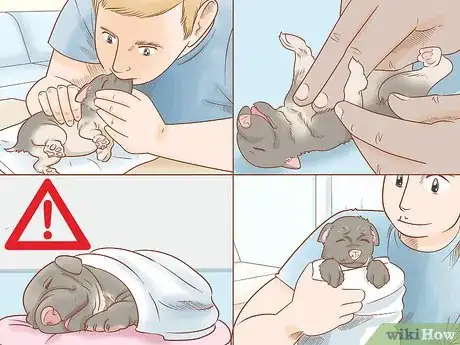 Imagen titulada Revive a Puppy Step 11