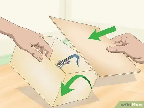 Imagen titulada Catch a Blue Tailed Skink Step 19