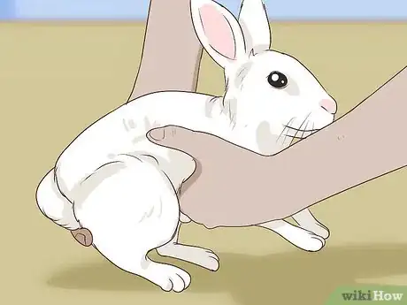 Imagen titulada Pet a Rabbit Step 8