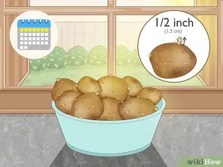 Imagen titulada Grow Potatoes from Potatoes Step 3