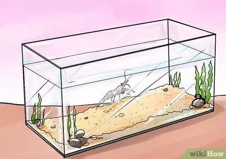 Imagen titulada Take Care of Ghost Shrimp Step 8