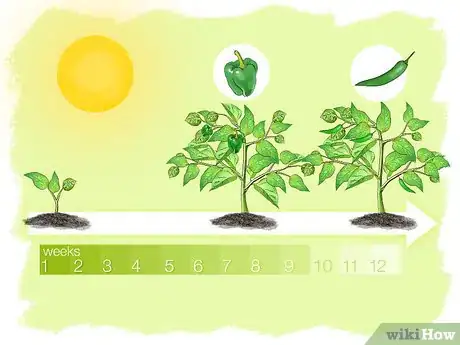 Imagen titulada Grow Peppers Step 5