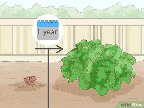 Imagen titulada Prune Mock Orange Shrubs Step 13