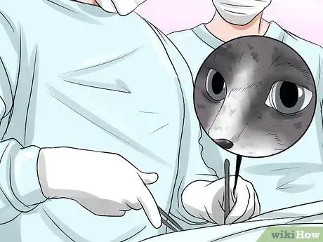 Imagen titulada Treat Third Eyelid Protrusion in Cats Step 5