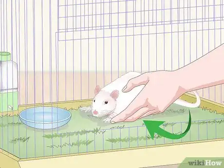 Imagen titulada Handle a Pet Rat Step 6