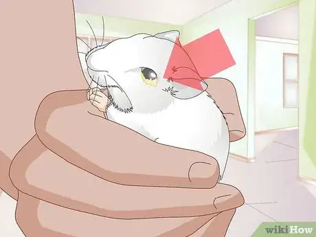 Imagen titulada Know if a Gerbil Is Ill Step 2