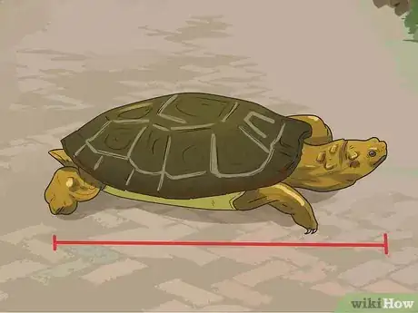 Imagen titulada Take Care of a Land Turtle Step 5