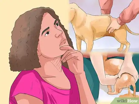 Imagen titulada Help a Female Dog Who Is Injured Urinate Step 8