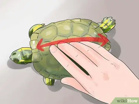 Imagen titulada Pet a Turtle Step 6