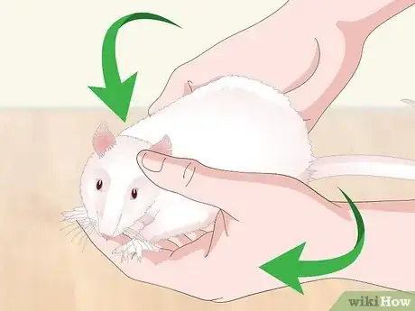 Imagen titulada Handle a Pet Rat Step 7