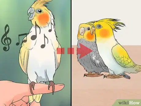 Imagen titulada Keep Multiple Cockatiels Step 11
