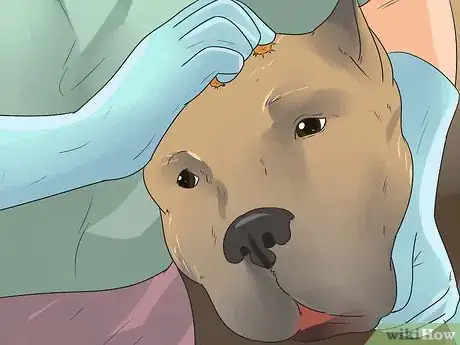 Imagen titulada Get Burrs Out of Dog Hair Step 4