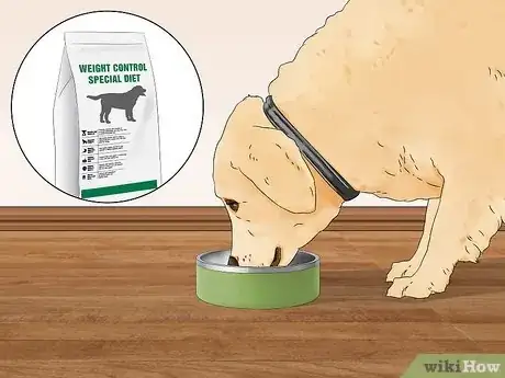 Imagen titulada Treat Obesity in Labrador Retrievers Step 2
