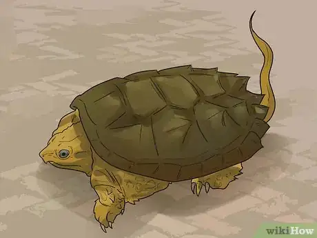 Imagen titulada Take Care of a Land Turtle Step 6