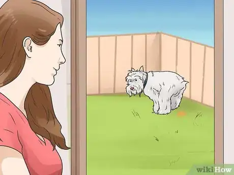 Imagen titulada Care for Yorkshire Terriers Step 1