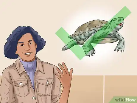 Imagen titulada Buy a Turtle Step 3